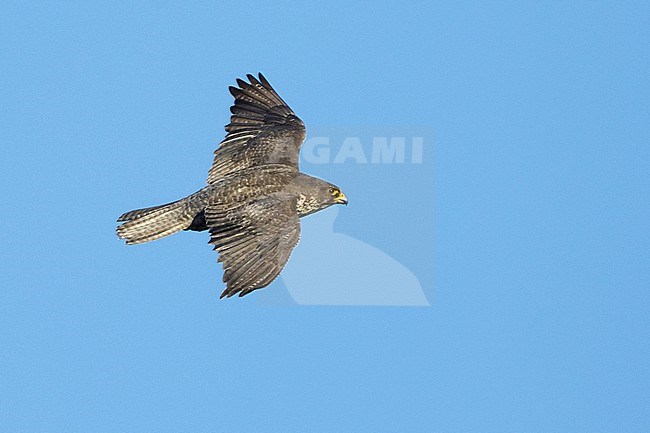 Adult Gyrfalcon (Falco rusticolus) at Seward Peninsula, Alaska, USA during arctic summer (June). Seen from above, showing upper wings. stock-image by Agami/Brian E Small,