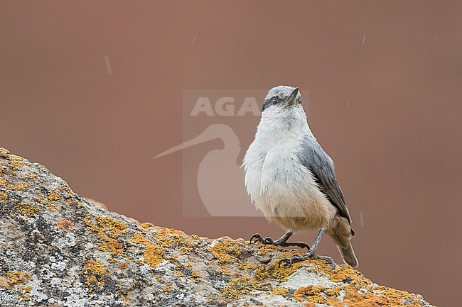 Eastern Rock Nuthatch - Klippenkleiber - Sitta tephronota ssp. tephronota, Kyrgyzstan, adult stock-image by Agami/Ralph Martin,