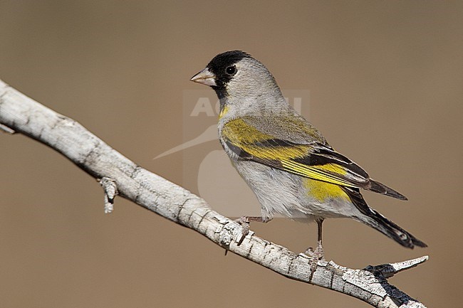 Adult male breeding
Riverside Co., CA 
April 2010 stock-image by Agami/Brian E Small,