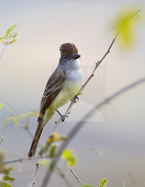 Cayennetiran, Brown-crested Flycatcher stock-image by Agami/Roy de Haas,