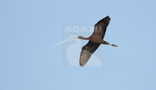 Zwarte Ibis vliegend; Glossy Ibis flying stock-image by Agami/Menno van Duijn,