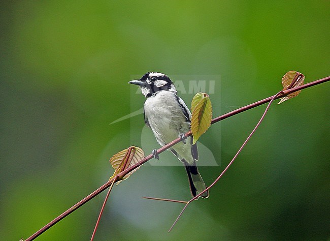 White-naped Monarch (Carterornis pileatus) endemic of the Maluku Islands, Indonesia stock-image by Agami/Pete Morris,