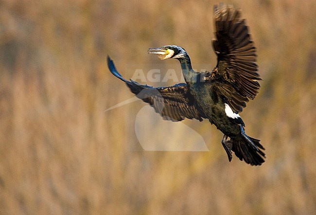 Volwassen Aalscholver in de vlucht; Adult Great Cormorant in flight stock-image by Agami/Menno van Duijn,