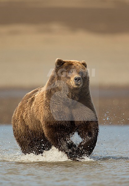 Wild Grizzly Bear (Ursus arctos) fishing in a river in North America. stock-image by Agami/Danny Green,