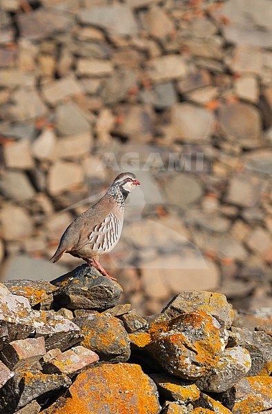 Adult Red-legged Partridge (Alectoris rufa hispanica) in Portugal. stock-image by Agami/Ralph Martin,
