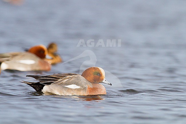 Smient, Eurasian Wigeon, Anas penelope wintering birds on lake during frost period stock-image by Agami/Menno van Duijn,