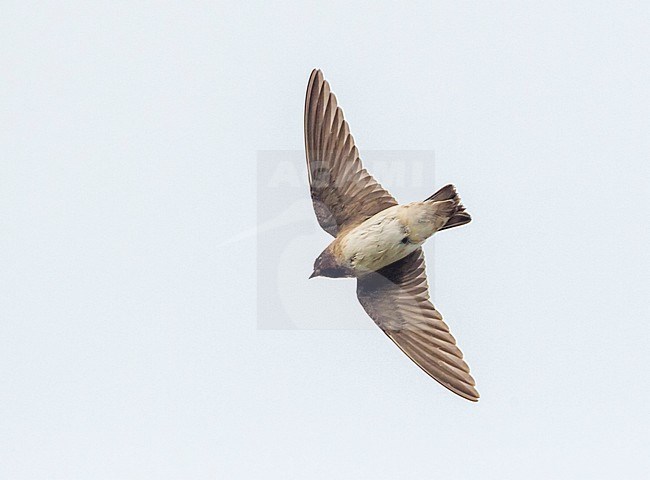 First-winter vagrant Cliff swallow (Petrochelidon pyrrhonota) flying over the isle of Corvo in Azores (Portugal), 6 October 2013 stock-image by Agami/Rafael Armada,