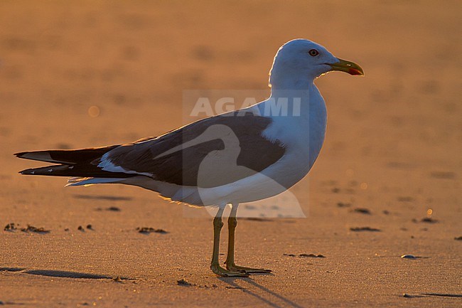 Lesser Black-backed Gull, Larus fuscus intermedius adult on beach with backlight stock-image by Agami/Menno van Duijn,