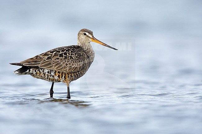 Adult female Hudsonian Godwit (Limosa haemastica) in summer plumage standing in arctic tundra lake near Churchill, Manitoba in Canada. stock-image by Agami/Brian E Small,