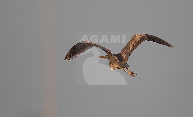 Subadult Purple Heron, Ardea purpurea, at Kiskunsag NP, Hungary stock-image by Agami/Helge Sorensen,