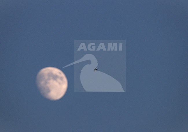 Common Swift (Apus apus) in the Netherlands. In flight in front of the moon. stock-image by Agami/Ran Schols,