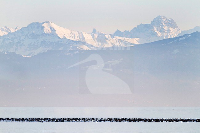 Eurasian Coots (Fulica atra ssp. atra), Switzerland. Adult birds in frozen mountain lake with mountains as background. stock-image by Agami/Ralph Martin,