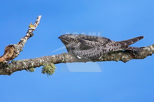 Amerikaanse Nachtzwaluw, Common Nighthawk stock-image by Agami/David Monticelli,