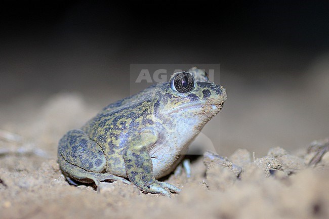 Western Spadefoot (Pelobates cultripes) taken the 03/04/2022 at Oppède - France. stock-image by Agami/Nicolas Bastide,