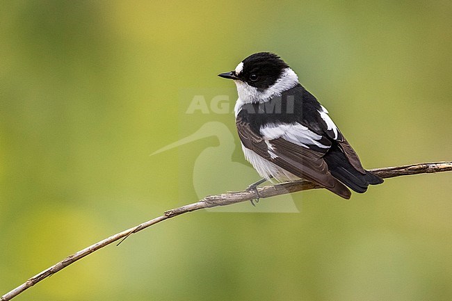 Vagrant first-summer male Collared Flycatcher (Ficedula albicollis) perched on a twig near Barcelona, Spain. stock-image by Agami/Rafael Armada,