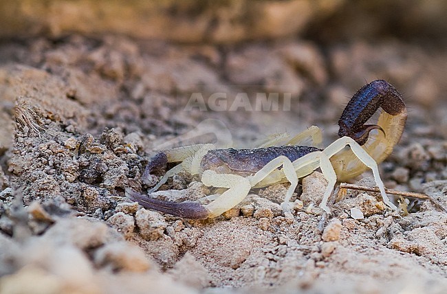 Hottentotta jayakari salei, Oman stock-image by Agami/Ralph Martin,