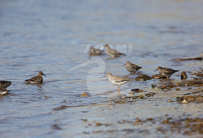 Terek Sandpiper, Terekruiter, Xenus cinereus stock-image by Agami/Arie Ouwerkerk,