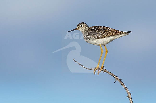 Adult Lesser Yellowlegs (Tringa flavipes) in summer plumage perched in a low tree on the arctic tundra of Churchill, Manitoba in Canada. stock-image by Agami/Brian E Small,