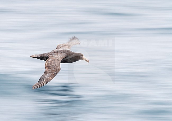 Northern Giant Petrel (Macronectes halli) gliding low over the sea surface off the Antipodes Islands, Subantarctic New Zealand. Slow shutterspeed image. stock-image by Agami/Marc Guyt,