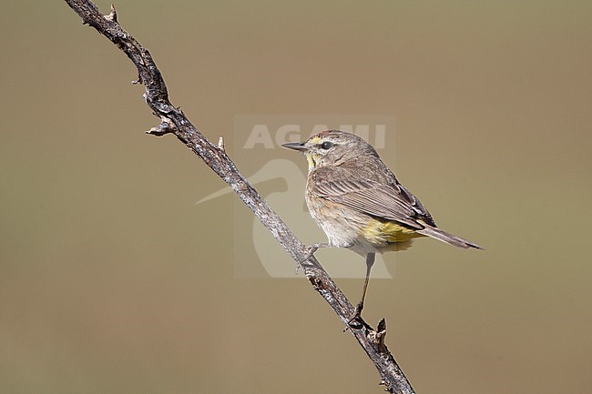 Palm Warbler (Setophaga palmarum) perched on a branch during spring migration at Dry Tortugas, Florida, USA stock-image by Agami/Helge Sorensen,