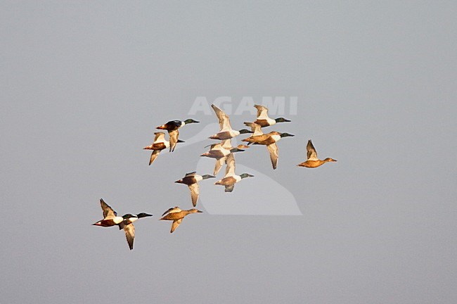 Northern Shoveler group flying; Slobeend groep vliegend stock-image by Agami/Marc Guyt,