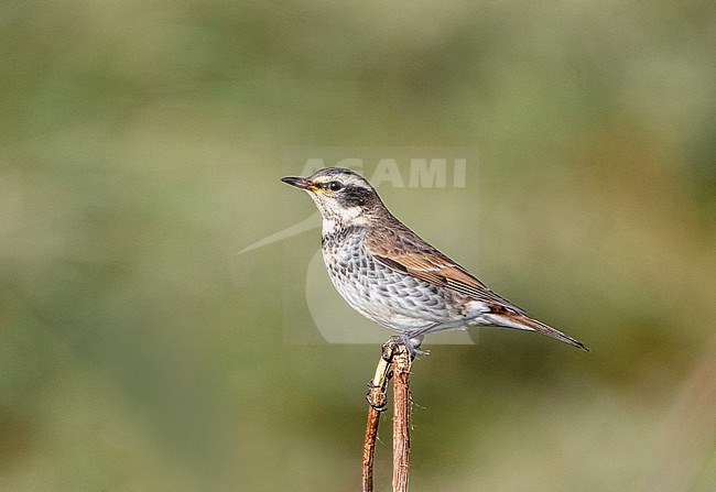 First-winter male Dusky Thrush (Turdus eunomus) on the Dutch Wadden Island Vlieland. Fourth record for the Netherlands. stock-image by Agami/Marc Guyt,