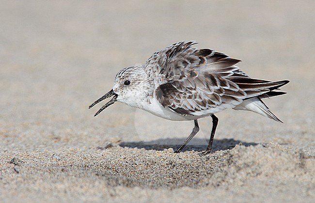 Adult non-breeding
Los Angeles Co., CA
May 2009 stock-image by Agami/Brian E Small,