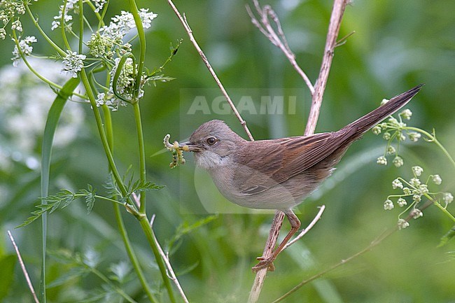 Adult Western Common Whitethroat (Sylvia communis communis) carrying food, side view of bird perched on a dry straw stock-image by Agami/Kari Eischer,