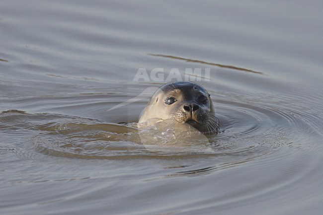 Gewone Zeehond in de zee; Common Seal in the sea stock-image by Agami/Reint Jakob Schut,