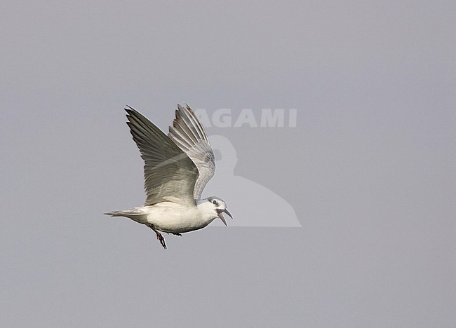 Whiskered Tern, Witwangstern, Chlidonias hybrida stock-image by Agami/Arie Ouwerkerk,