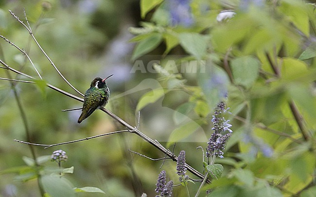 White-eared Hummingbird (Basilinna leucotis) perched on a branch at Coajomulco Trail, Morelos, Mexico stock-image by Agami/Helge Sorensen,