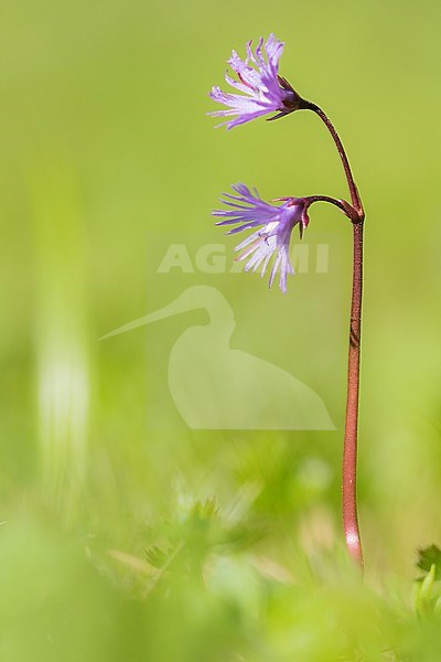 Alpenkwastjesbloem, alpine snowbell stock-image by Agami/Wil Leurs,