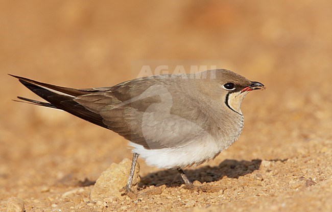 Vorkstaartplevier beeldvullend; Collared Pratincole close-up stock-image by Agami/Markus Varesvuo,