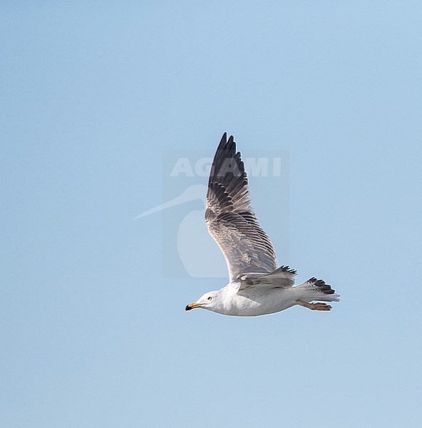 Subadult Lesser Black-backed Gull (Larus fuscus) flying past at IJmuiden in the Netherlands. stock-image by Agami/Marc Guyt,