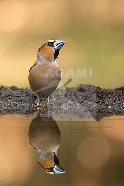 Appelvink aan het water, Hawfinch at the water stock-image by Agami/Walter Soestbergen,