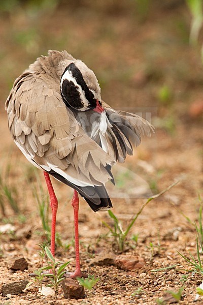 Poetsende adulte Diadeemkievit, Adult Crowned Lapwing preening stock-image by Agami/Wil Leurs,