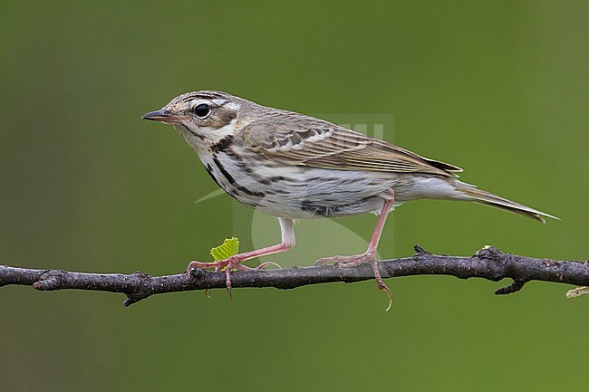 Siberische Boompieper; Olive-backed Pipit, Anthus hodgsoni yunnanensis stock-image by Agami/Daniele Occhiato,