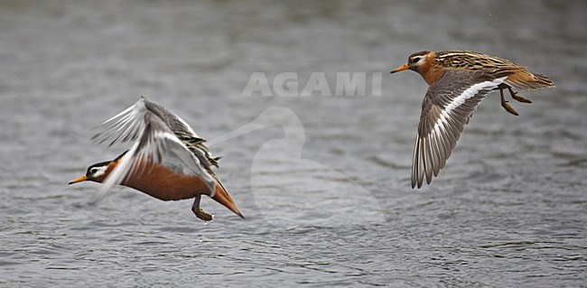 Red Phalarope adult summerplumage flying; Rosse Franjepoot volwassen zomerkleed vliegend stock-image by Agami/Markus Varesvuo,