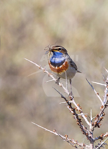 Mannetje Blauwborst met voer, Male White-spotted Bluethroat with food stock-image by Agami/Roy de Haas,