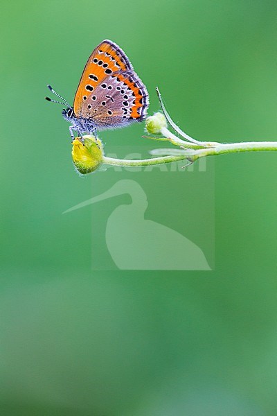 Blauwe vuurvlinder, Violet Copper, Lycaena helle stock-image by Agami/Wil Leurs,