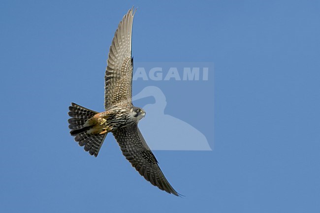 Eurasian Hobby flying; Boomvalk vliegend stock-image by Agami/Daniele Occhiato,