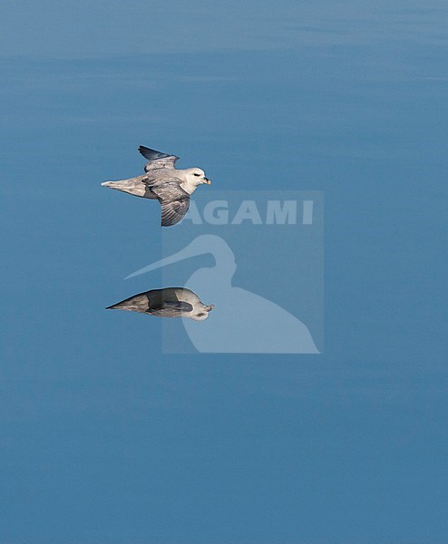 Northern Fulmar (Fulmarus glacialis) in flight at Svalbard, Arctic Norway. Flowing low over arctic blue water with perfect reflection. stock-image by Agami/Marc Guyt,
