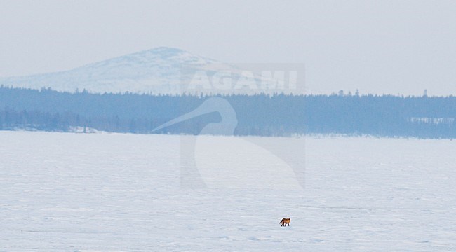 Vos in de sneeuw; Red fox in the snow stock-image by Agami/Markus Varesvuo,