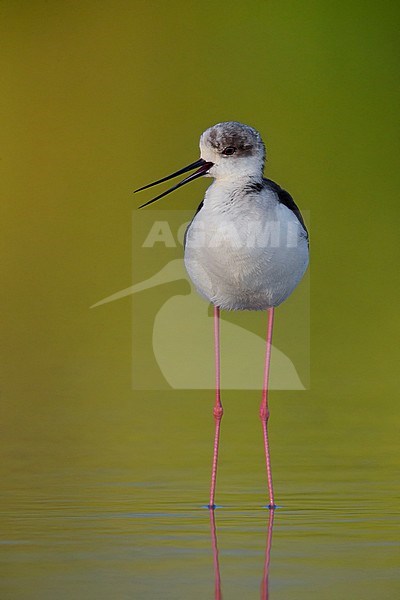 Black-winged Stilt, Campania, Italy (Himantopus himantopus) stock-image by Agami/Saverio Gatto,