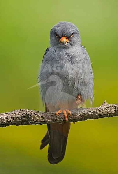 Adult male Red-footed Falcon (Falco vespertinus) stock-image by Agami/Alain Ghignone,