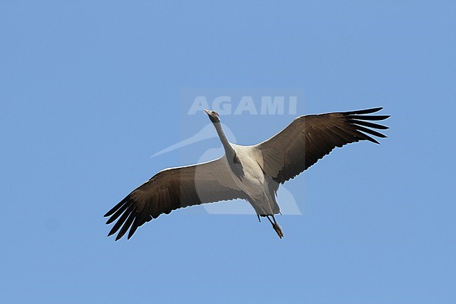 Jufferkraanvogel in vlucht; Demoiselle Crane (Anthropoides virgo) in flight stock-image by Agami/James Eaton,