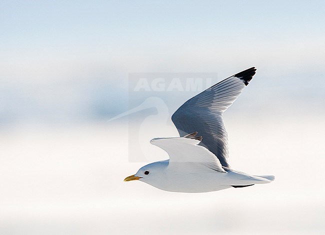 Black-legged Kittiwake (Rissa tridactyla) on Svalbard in arctic Norway. Adult in flight with backlight in front of frozen northern arctic ocean. stock-image by Agami/Marc Guyt,