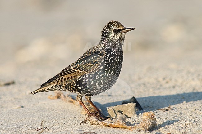 winter plumaged Common Starling; winterkleed Spreeuw stock-image by Agami/Marc Guyt,