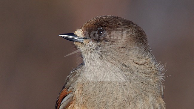 Close-up van een Taigagaai, Closeup of a Siberian Jay stock-image by Agami/Markus Varesvuo,