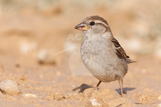 Huismus, House Sparrow, Passer domesticus ssp. domesticus, adult, female, Kazakhstan stock-image by Agami/Ralph Martin,